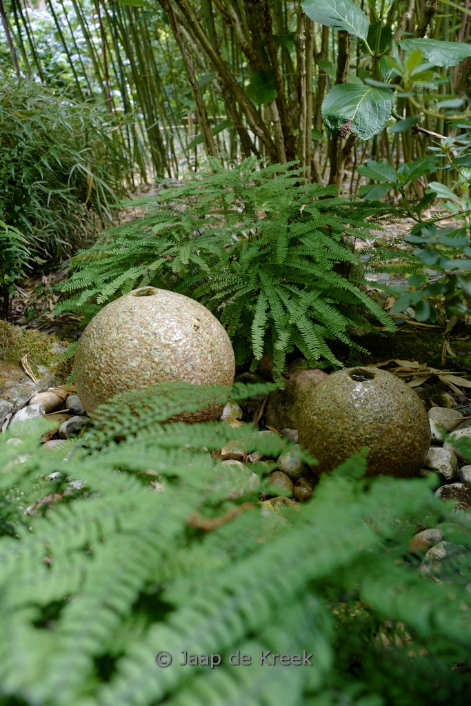 Blechnum penna-marina