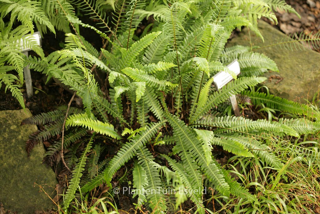 Blechnum spicant