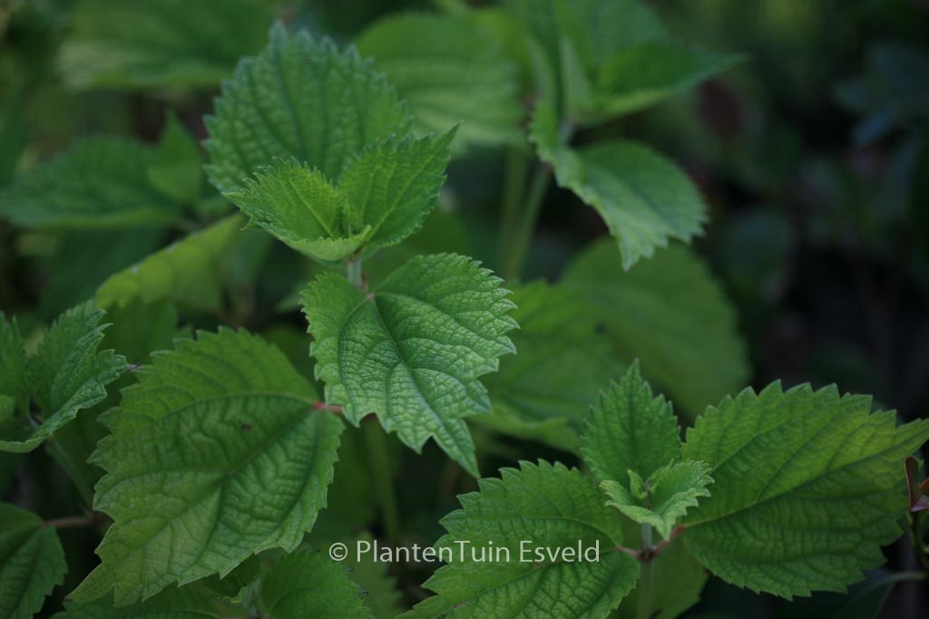 Boehmeria cylindrica