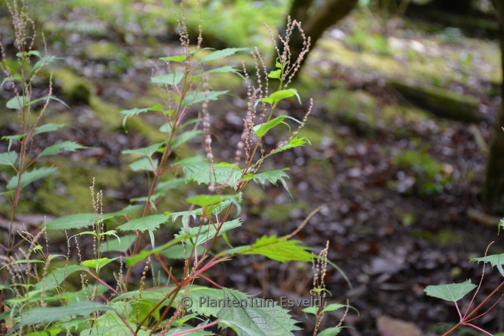 Boehmeria spicata