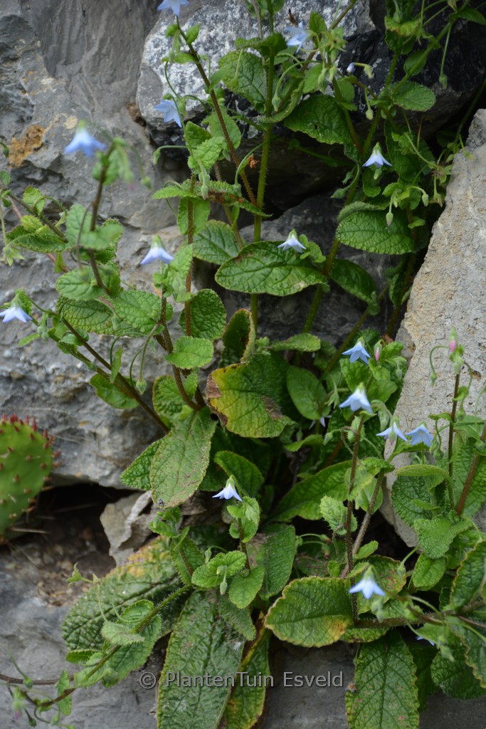 Borago pygmaea