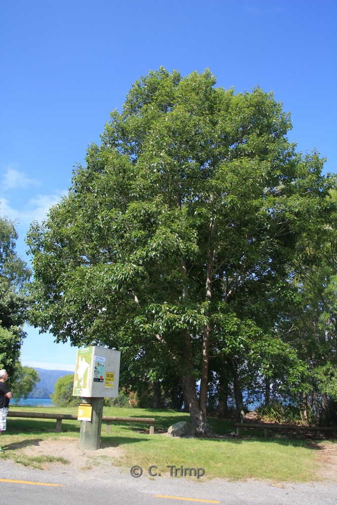Brachychiton populneus