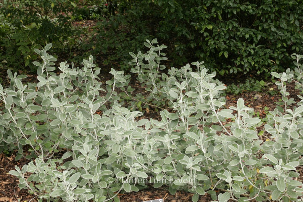 Brachyglottis ‘Sunshine’