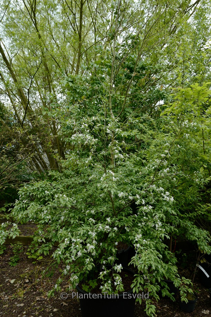 Broussonetia kazinoki