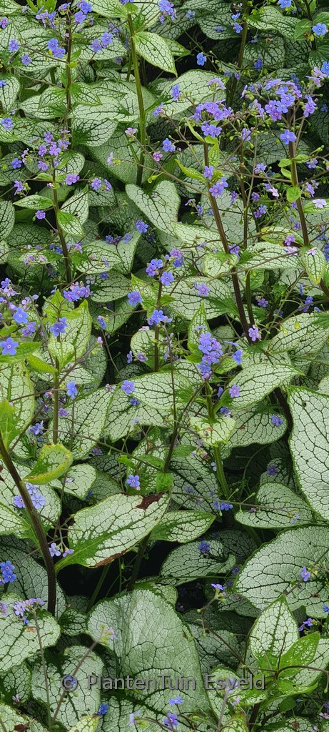 Brunnera macrophylla ‘Alexandria’