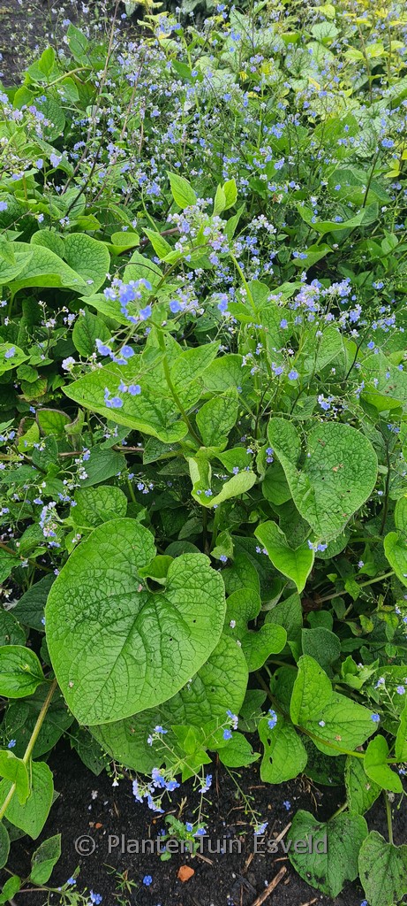 Brunnera macrophylla ‘Caucasian Carpet’