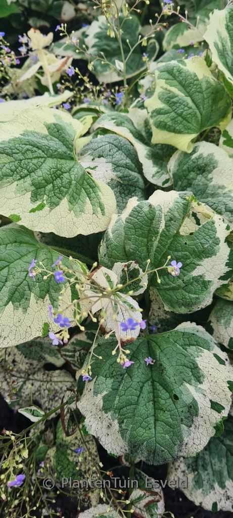 Brunnera macrophylla ‘Dawson’s White’