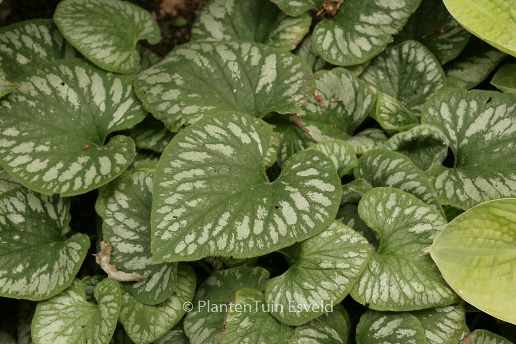 Brunnera macrophylla ‘Emerald Mist’