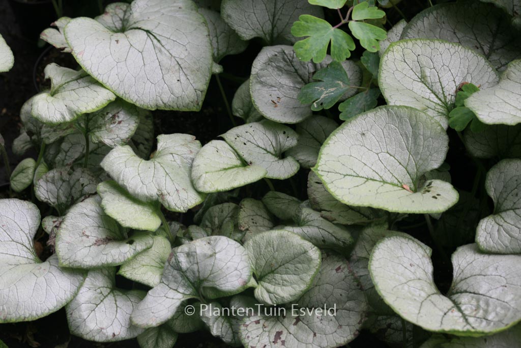 Brunnera macrophylla ‘Looking Glass’
