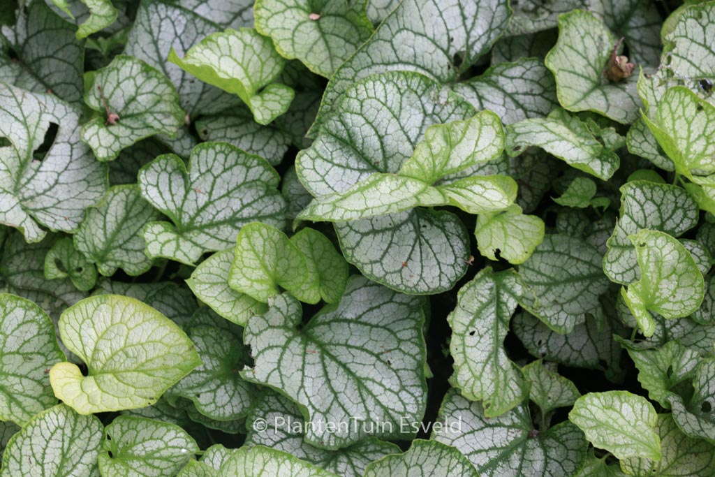 Brunnera macrophylla ‘Mr. Morse’