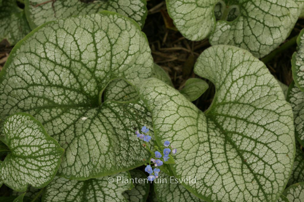 Brunnera macrophylla ‘Sea Heart’