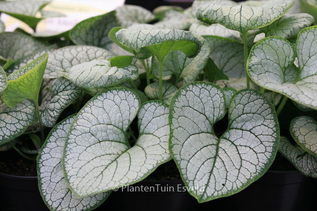 Brunnera macrophylla ‘Silver Heart’
