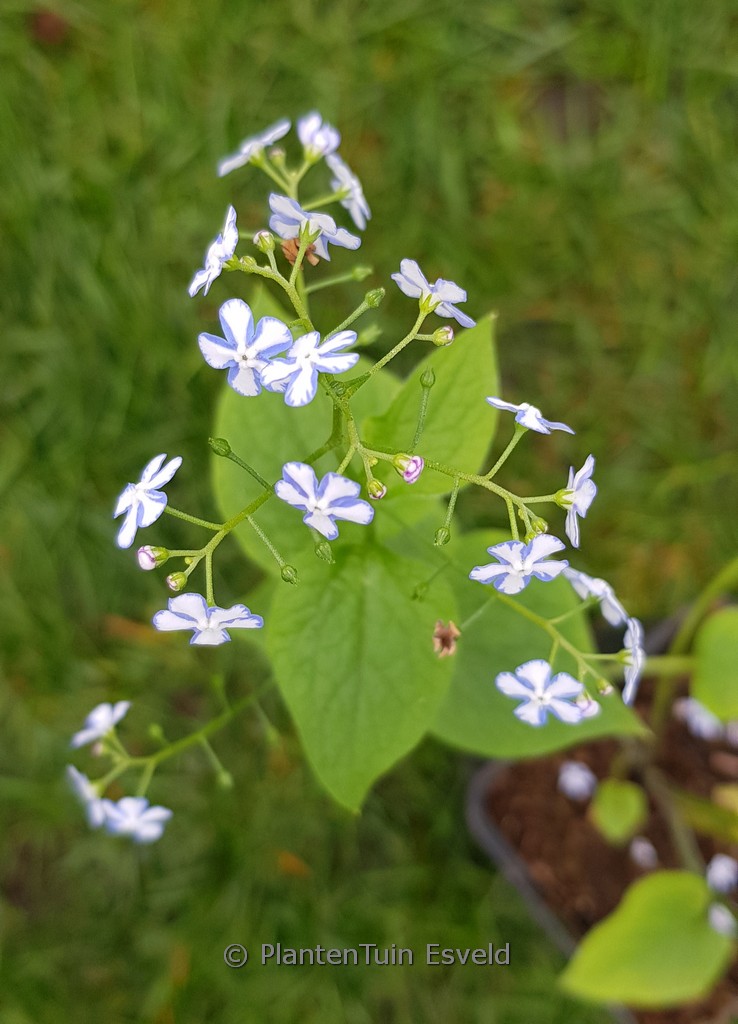 Brunnera macrophylla ‘Starry Eyes’