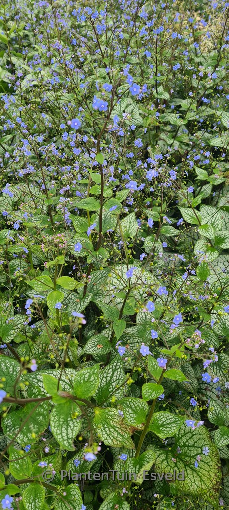 Brunnera macrophylla ‘Sterling Silver’