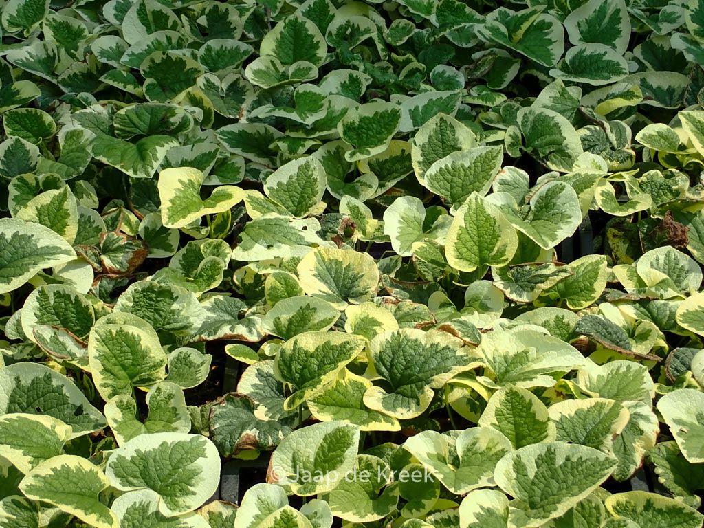 Brunnera macrophylla ‘Variegata’