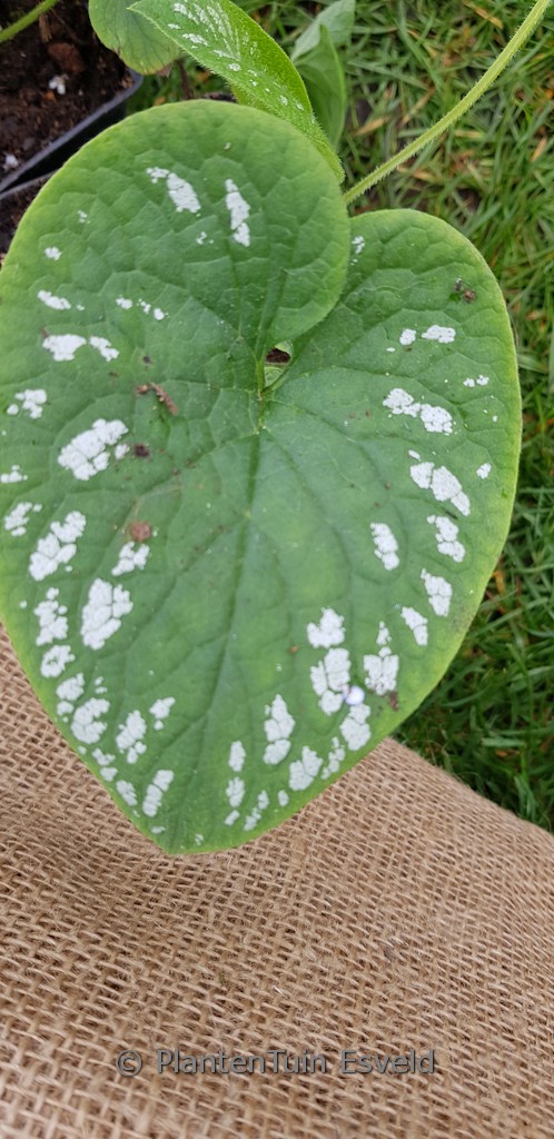 Brunnera macrophylla ‘White Zebra’
