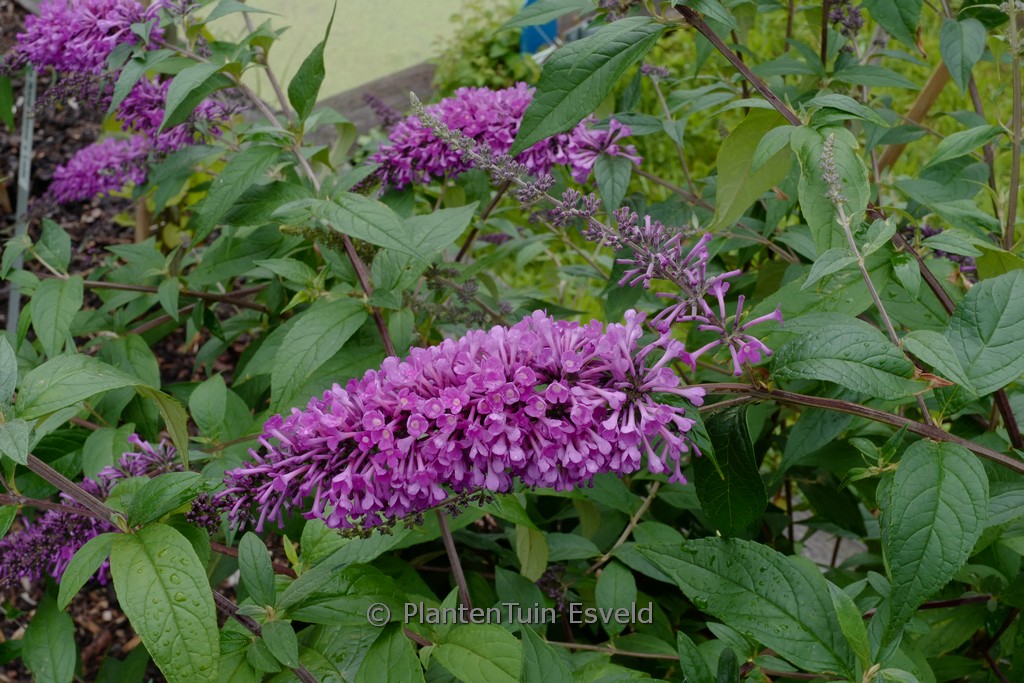 Buddleja ‘Ilvoargus2’ (ARGUS VELVET)