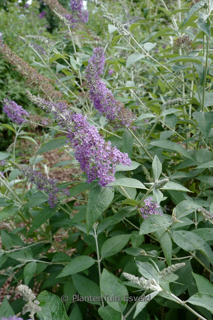 Buddleja ‘Lochinch’