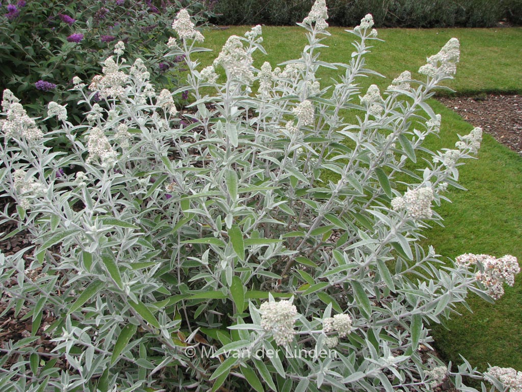 Buddleja ‘Morning Mist’ (SILVER ANNIVERSARY)