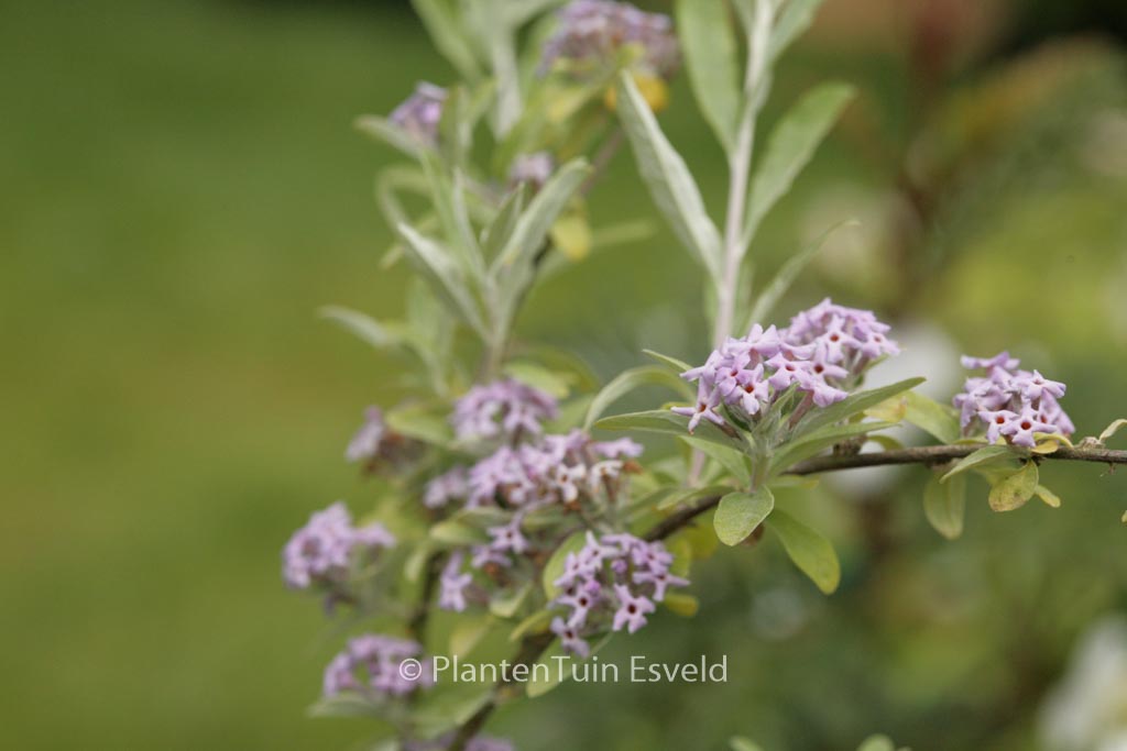 Buddleja alternifolia ‘Argentea’