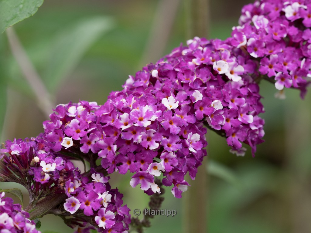 Buddleja davidii ‘Berries & Cream’