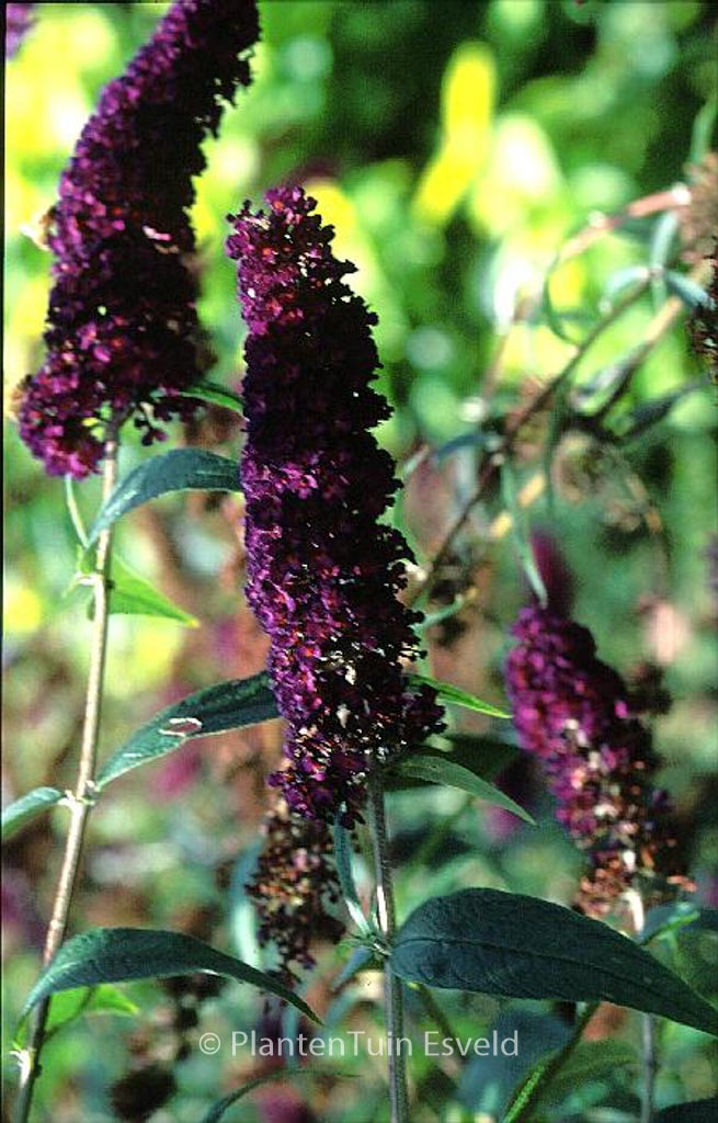 Buddleja davidii ‘Black Knight’