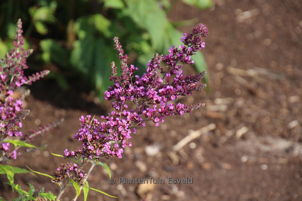 Buddleja davidii ‘Camkeep’ (CAMBERBELL BEAUTY)