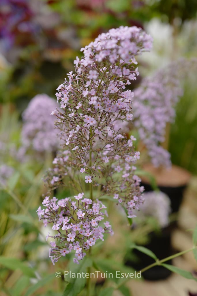 Buddleja davidii ‘Gulliver’