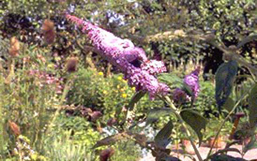 Buddleja davidii ‘Ile de France’