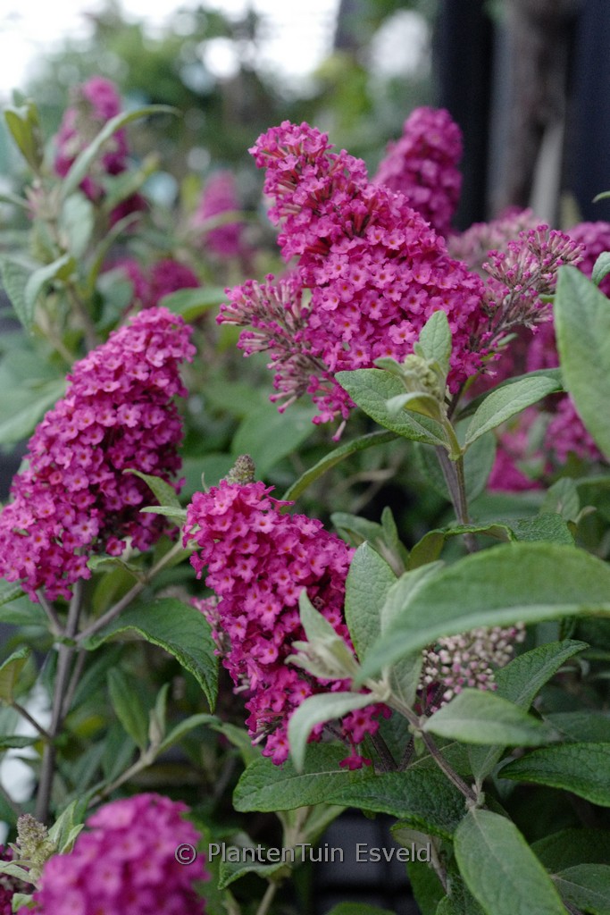 Buddleja davidii ‘Little Ruby’ (BUTTERFLY CANDY)