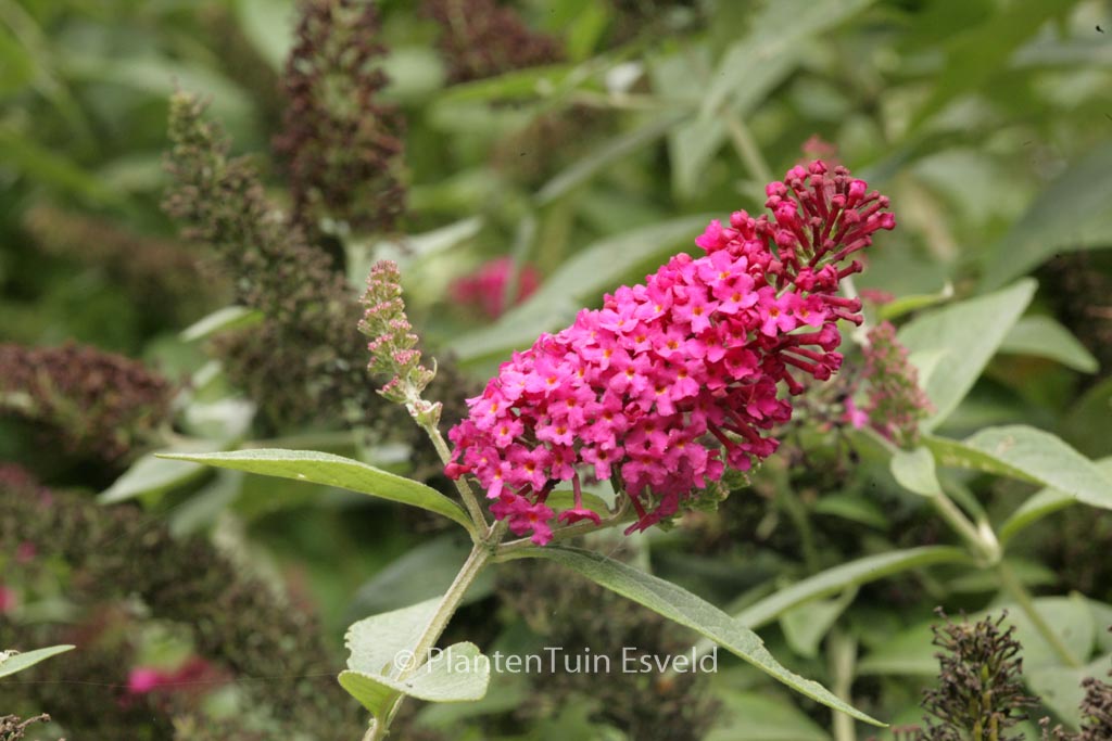 Buddleja davidii ‘Miss Ruby’