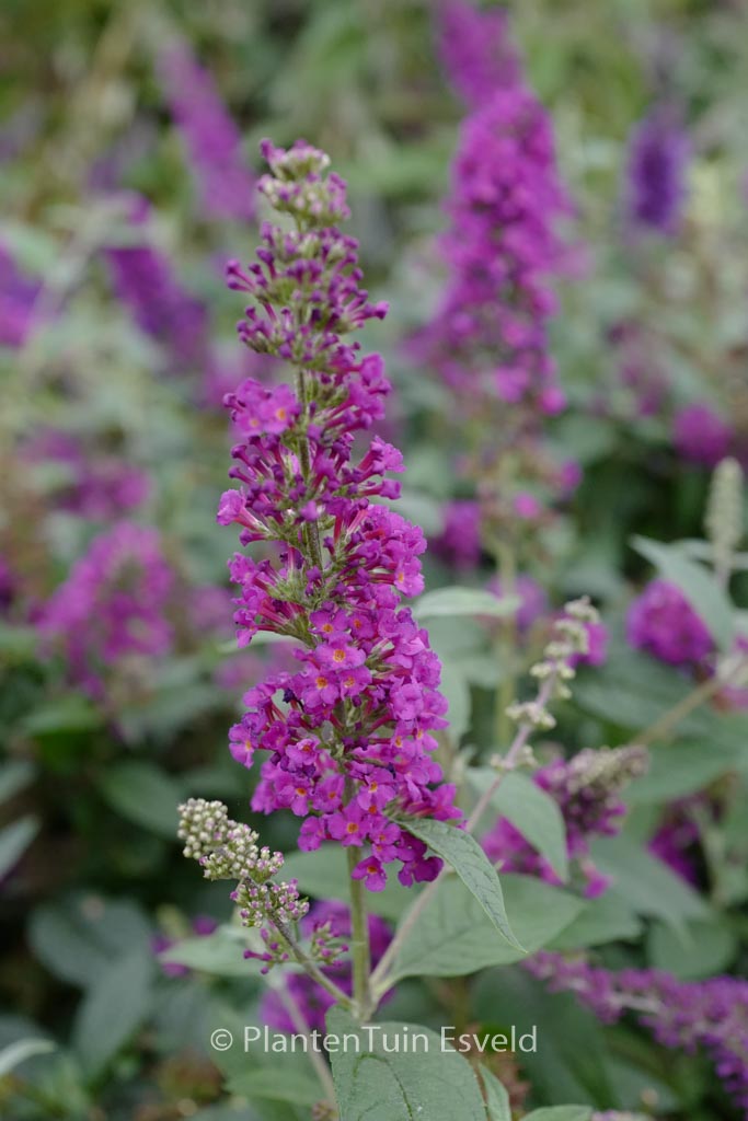 Buddleja davidii ‘Miss Violet’