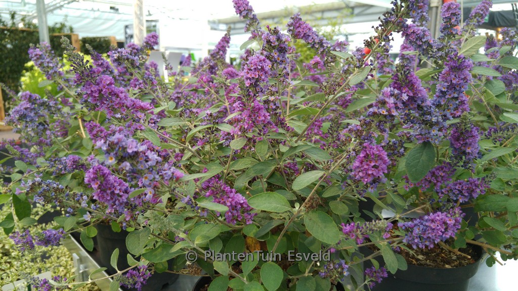 Buddleja davidii ‘NC2009-3’ (BLUE CHIP JR.)