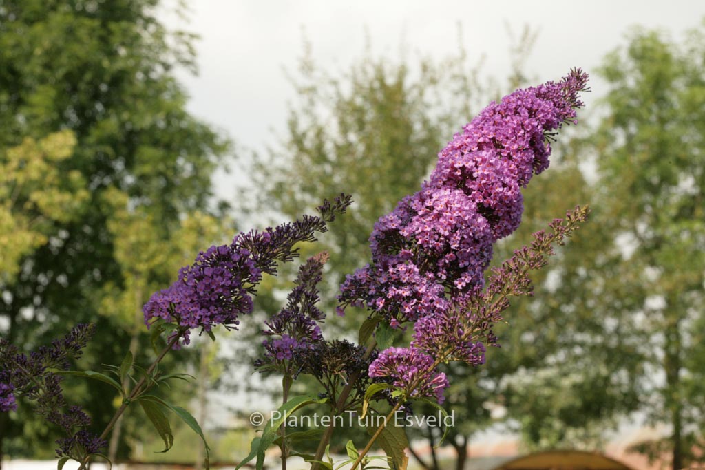 Buddleja davidii ‘Peakeep’ (PEACOCK)