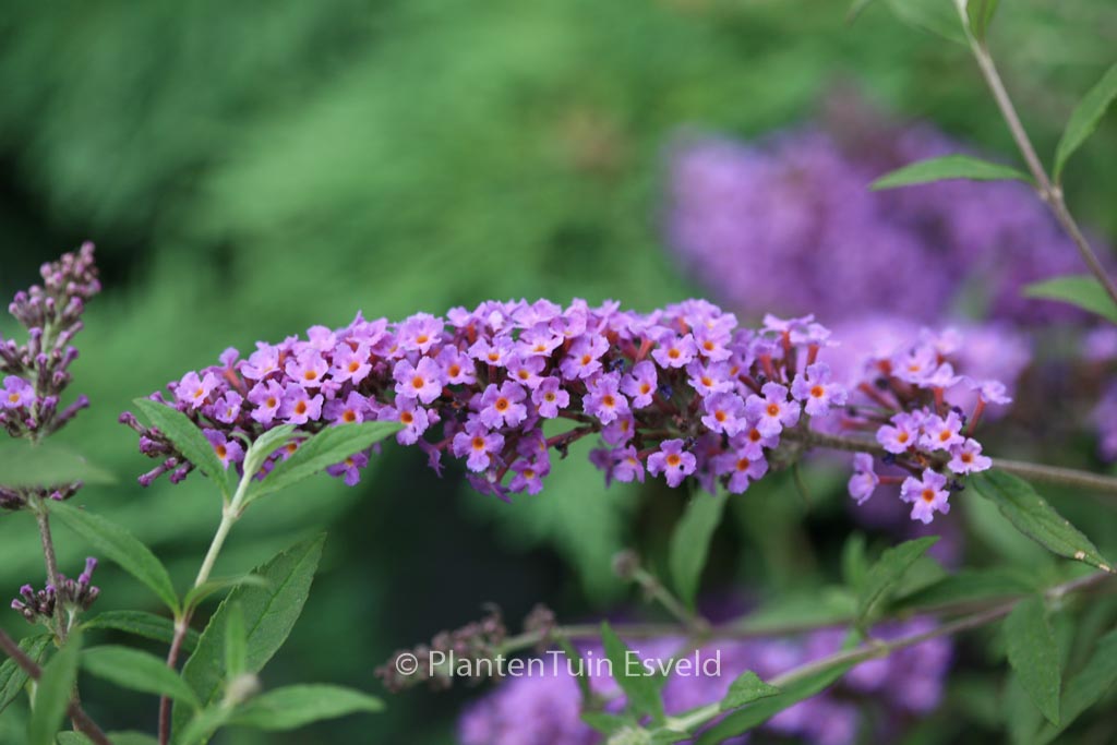 Buddleja davidii ‘Podaras10’ (FREE PETITE DARK PINK)