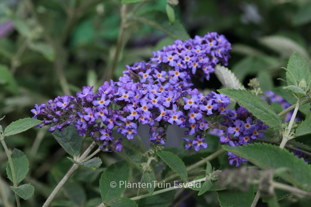 Buddleja davidii ‘Podaras8’ (FREE PETITE BLUE HEAVEN)