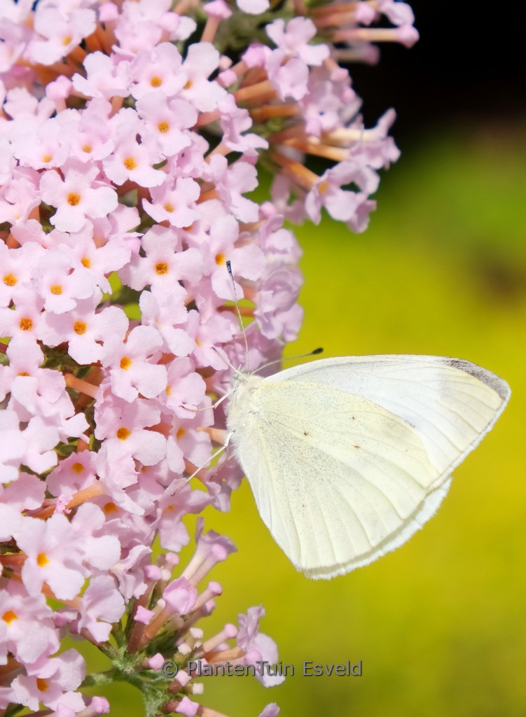 Buddleja davidii ‘Rutbu2016’ (Pink Panther)
