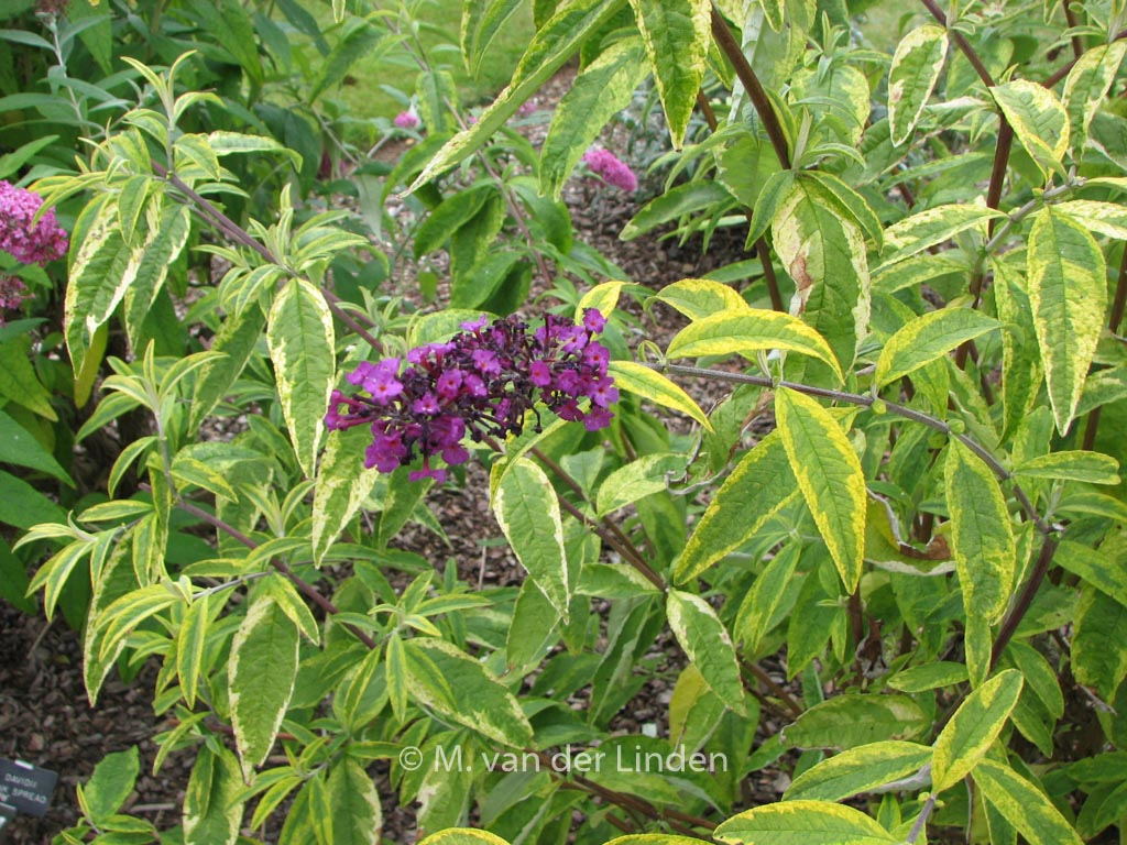 Buddleja davidii ‘Santana’