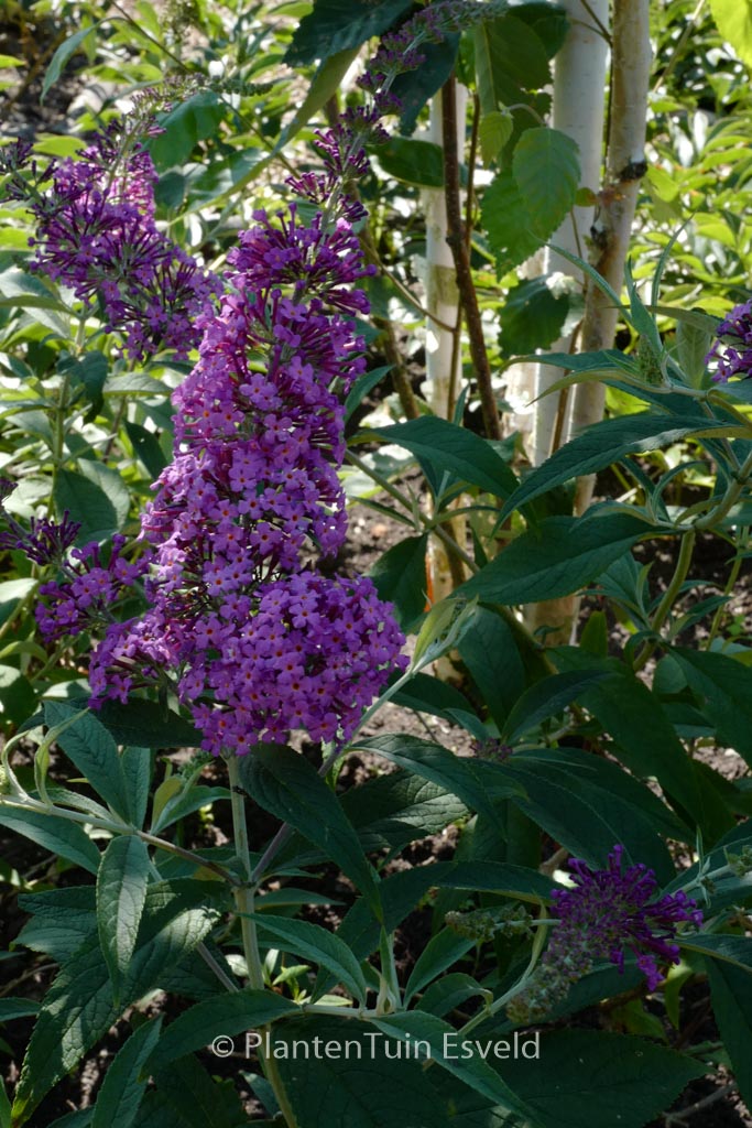 Buddleja davidii ‘Sophie’