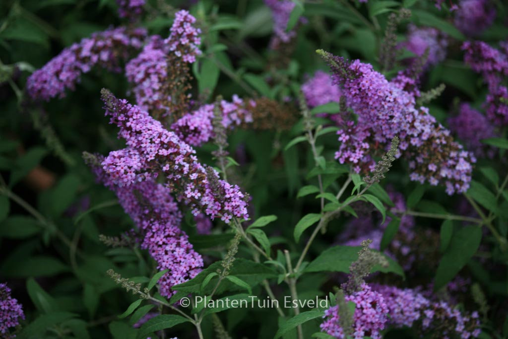 Buddleja davidii ‘Tobudviole’ (BUZZ VIOLET)