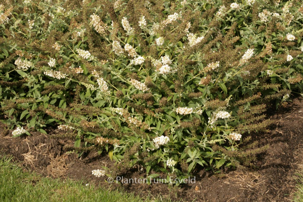 Buddleja davidii ‘White Chip’