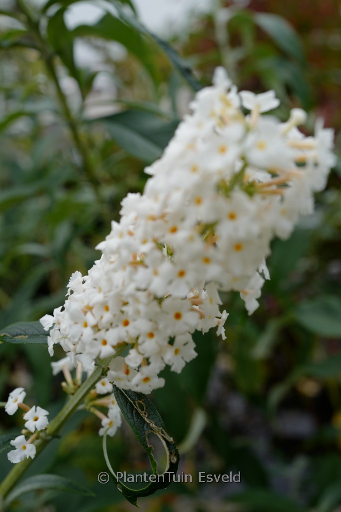 Buddleja davidii ‘White Profusion’