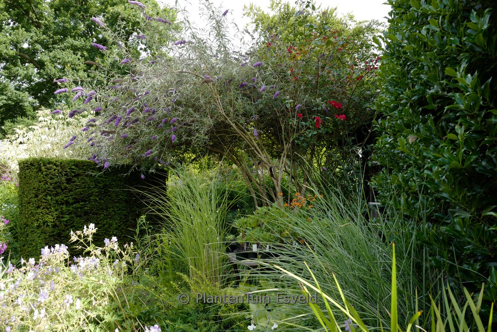 Buddleja davidii nanhoensis