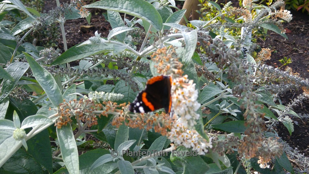Buddleja fallowiana ‘Alba’