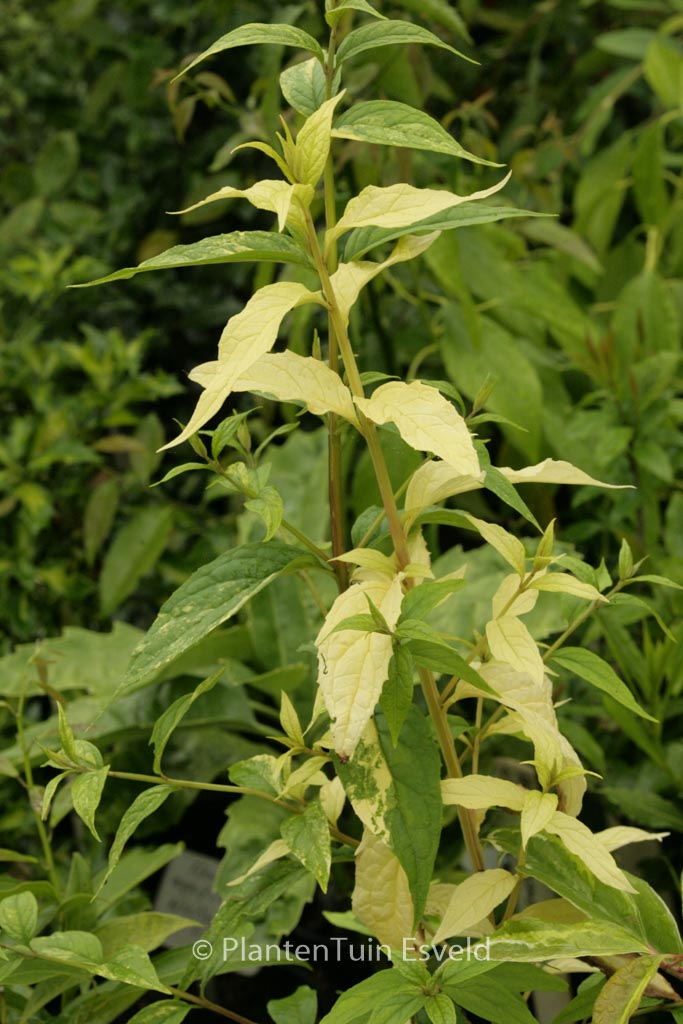 Buddleja lindleyana ‘Festival’