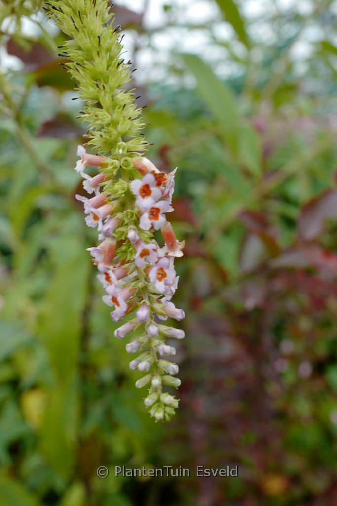 Buddleja macrostachya