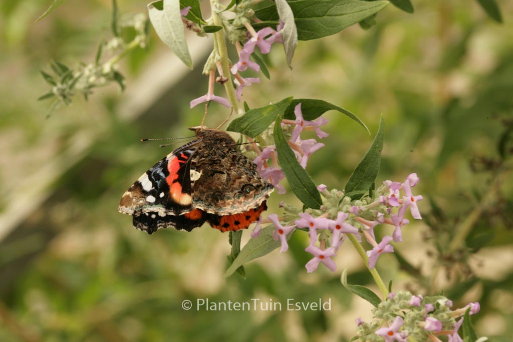 Buddleja pikei