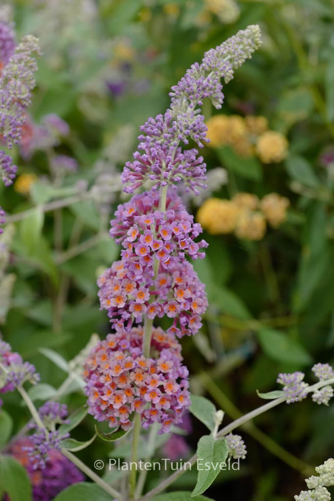 Buddleja weyeriana ‘Flower Power’