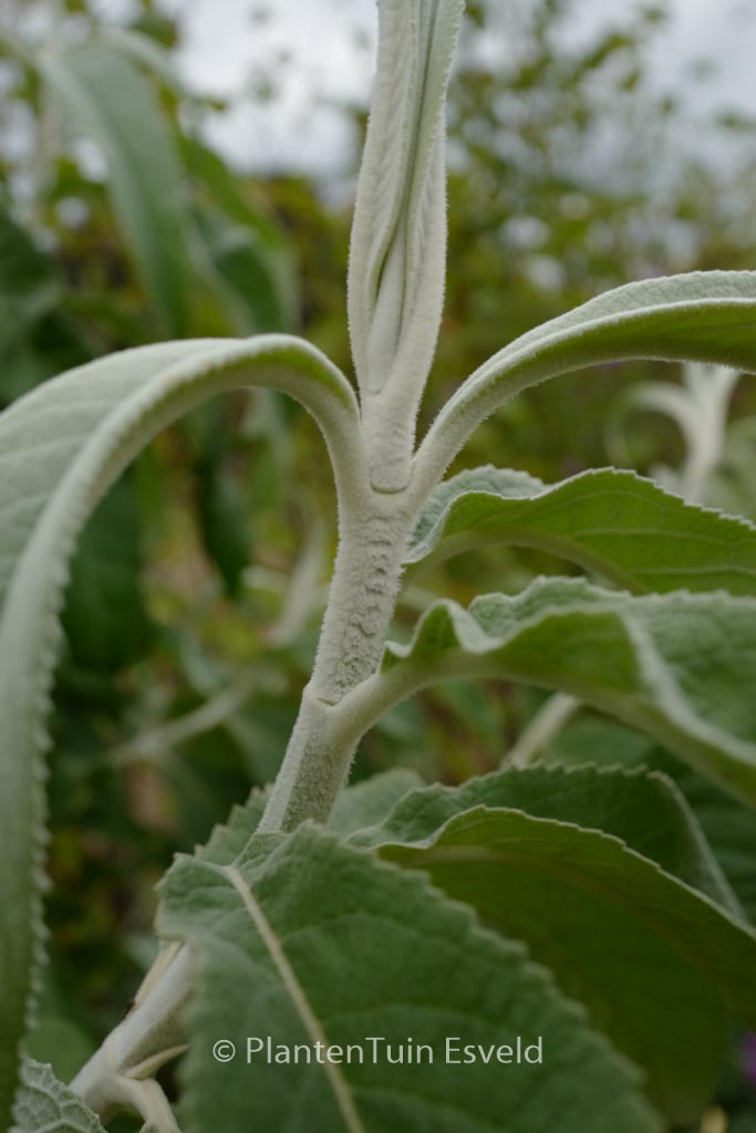 Buddleja yunnanensis