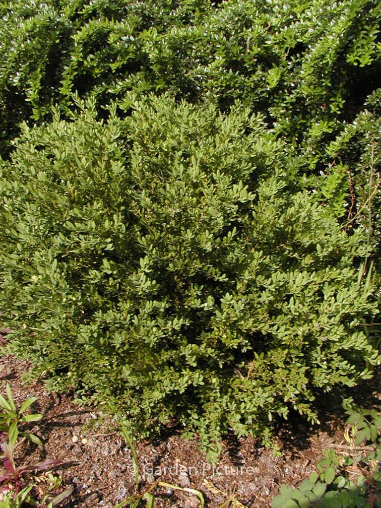Buxus ‘Green Gem’